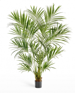 Пальма Кентия (Ховея)