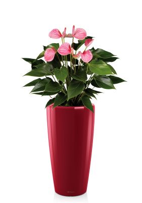 Антуриум розовый RONDO 32/90 см, ярко-красный блестящий