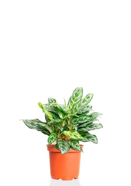 Аглаонема Сильвер Квин 19/50 см