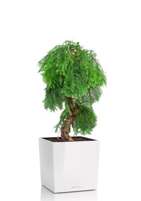 Араукария бонсай 40/110 см в CUBE 40, белый блестящий