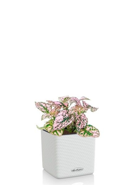 Гипоэстес микс 8/15 см в CUBE COLOR 14