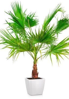 Вашингтония в QUADRO LS 50, белый блестящий Вашингтония в QUADRO LS 50, белый блестящий