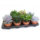 Суккуленты микс d12 см h18 см