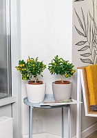 Цитрус Каламондин 15/40 см в CUBE Color 16