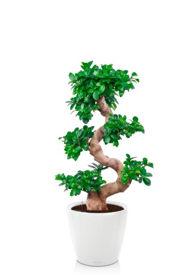 Фикус Микрокарпа Гинсенг 35/90 см в CLASSICO LS 43, белый блестящий Фикус Микрокарпа Гинсенг 35/90 см в CLASSICO LS 43, белый блестящий