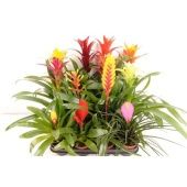 Бромелия микс d9 см h40 см тип 2 Бромелия микс d9 см h40 см тип 2