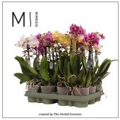 Фаленопсис 2 ствола Mutanten Mix (orchid Growers) d9 см h40 см Фаленопсис 2 ствола Mutanten Mix (orchid Growers) d9 см h40 см