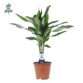 Драцена Джанет Линд 1 ствол d14 см h55 см тип 2