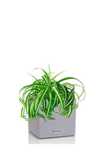 Хлорофитум Бонни 12/25 см в CANTO STONE 14