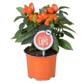 Капсикум Симба оранж d12 см h25 см