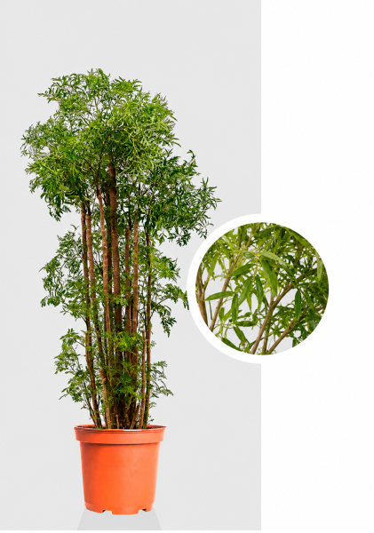 Полисциас Ming Branched d31 см h130 см Полисциас Ming Branched d31 см h130 см