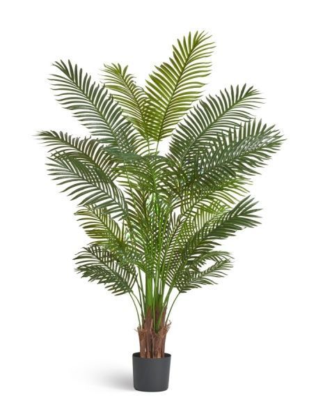 Пальма Арека Хризалидокарпус New