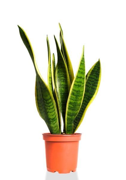 Сансевиерия Лауренти 14/50 см