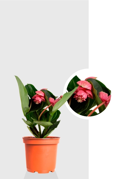 Мединилла 17/55 см Мединилла 17/55 см