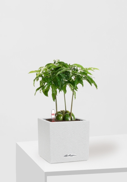 Каштаноспермум 12/40 см в CANTO STONE 14