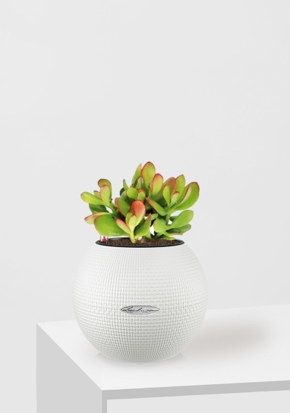 Крассула Овата Сансет 12/20 см в PURO 20