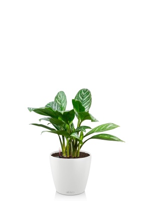Аглаонема Страйп в CLASSICO 21, белый