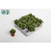 Пеперомия Хэппи Бин d5.5 см h10 см тип 2