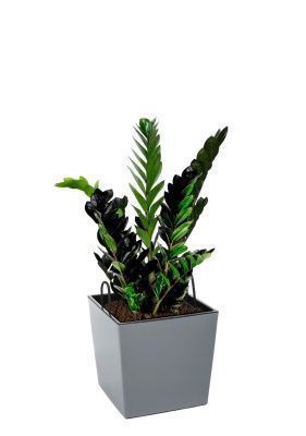 Замиокулькас Равен 15/50 см в Juka 19x19, серый бетон Замиокулькас Равен 15/50 см в Juka 19x19, серый бетон