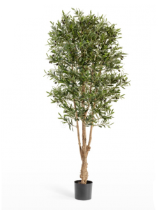 Олива Форест с плодами