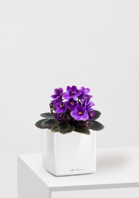 Фиалка микс 12/25 см в CUBE GLOSSY 14 Фиалка микс 12/25 см в CUBE GLOSSY 14