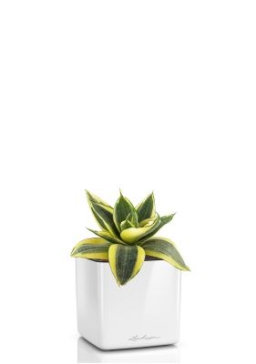 Сансевиерия Голден Ханни в CUBE GLOSSY 14, белый блестящий Сансевиерия Голден Ханни в CUBE GLOSSY 14, белый блестящий