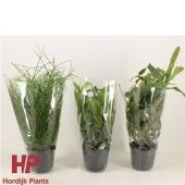 Рипсалис микс d15 см h35 см