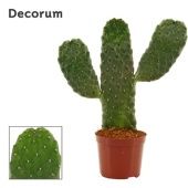 Опунция Consolea Rubescens d9 см h25 см