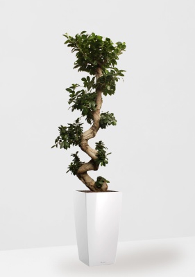 Фикус Микрокарпа Гинсенг 40/130 см в CUBICO 50