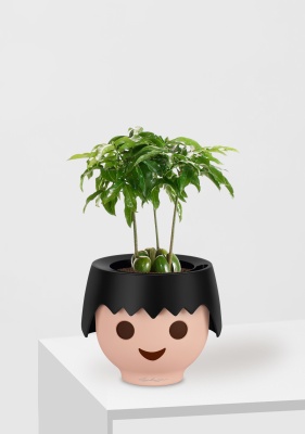 Каштаноспермум 12/40 см в OJO