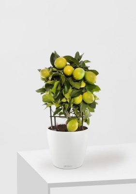 Цитрус Лимон на решетке 19/65 см в CLASSICO COLOR 28