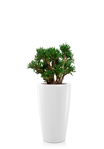 Крассула Хоббит 30/60 см в RONDO 40