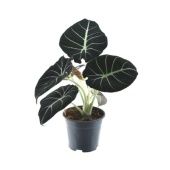 Алоказия Блек Вельвет "Black Velvet" 14/25 см