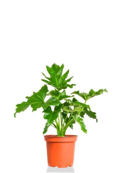 Филодендрон Шангри Ла 14/35 см Филодендрон Шангри Ла 14/35 см