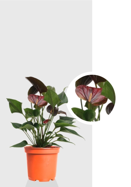Антуриум Андре шоколадный 12/40 см
