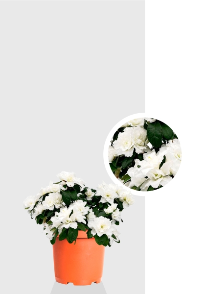 Азалия индика белая 12/25 см