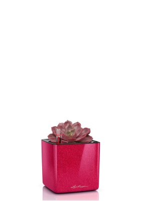 Эхеверия Меджик Парел 12/16 см в CUBE GLOSSY KISS 14, вишнево-розовый блетсчщий Эхеверия Меджик Парел 12/16 см в CUBE GLOSSY KISS 14, вишнево-розовый блетсчщий