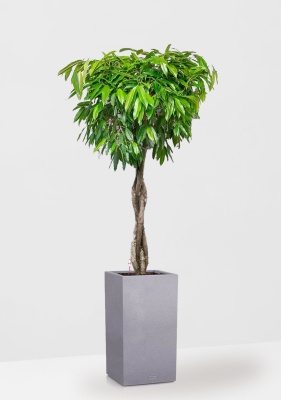 Фикус Амстел Кинг переплетенный 35/160 см в CANTO STONE HIGH 40