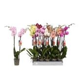Фаленопсис 2 ствола Mix 18+ (by-5) d12 см h70 см