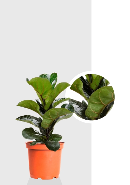 Фикус Лирата Бамбино 12/40 см