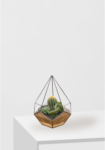 Флорариум - мини капля с кактусами и суккулентами