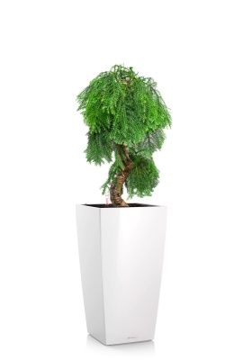 Араукария бонсай 40/110 см в CUBICO 40, белый блестящий