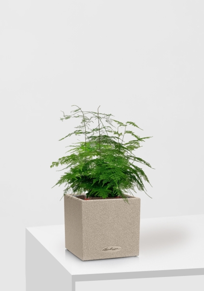 Аспарагус в CANTO STONE 14