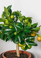 Цитрус Каламондин 15/40 см в CUBE Color 16