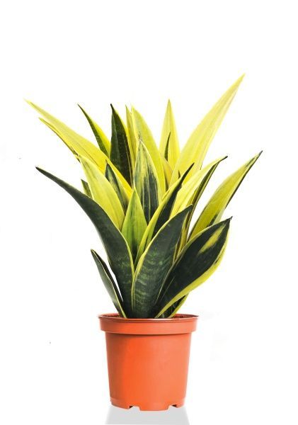 Сансевиерия Голд Флейм 14/50 см Сансевиерия Голд Флейм 14/50 см