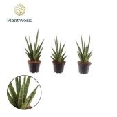 Сансевиерия Dancing Queen d7 см h20 см Сансевиерия Dancing Queen d7 см h20 см