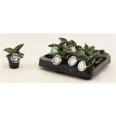 Сансевиерия Самурай d6 см h14 см тип 1