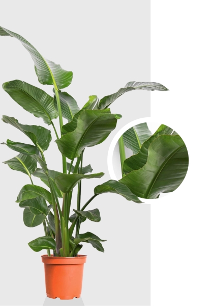 Стрелиция Николай 21/130 см