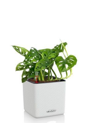 Монстера Манки 12/30 см в CUBE COLOR 14, белый