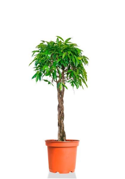 Фикус Амстел Кинг переплетенный 40/170 см Фикус Амстел Кинг переплетенный 40/170 см